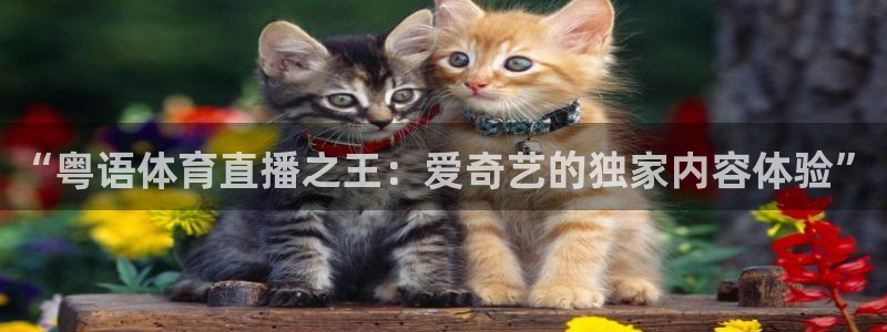 “粤语体育直播之王：爱奇艺的独家内容体验”