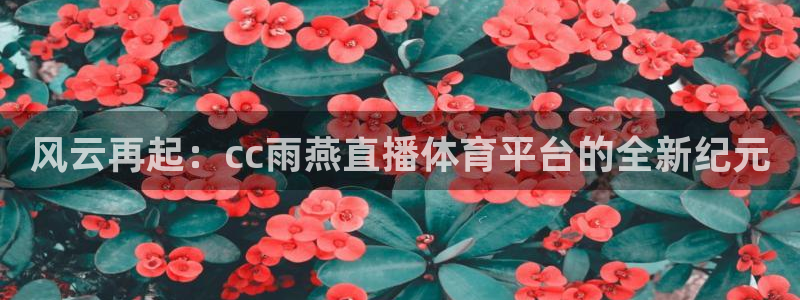 风云再起：cc雨燕直播体育平台的全新纪元