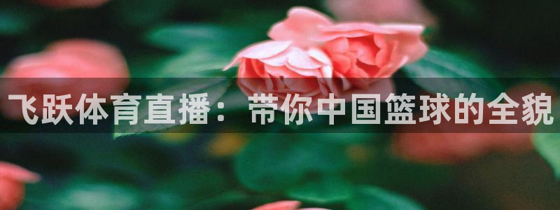 飞跃体育直播：带你中国篮球的全貌