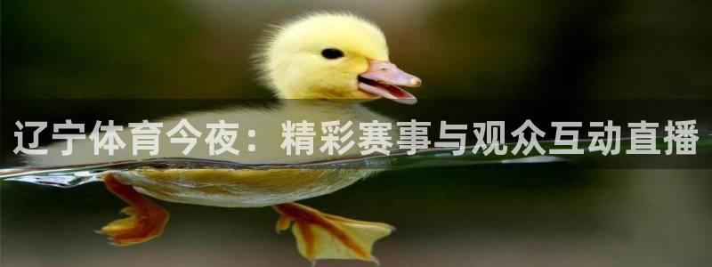 辽宁体育今夜：精彩赛事与观众互动直播