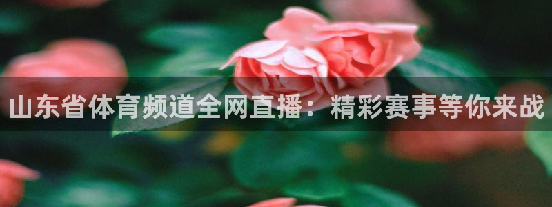 山东省体育频道全网直播：精彩赛事等你来战