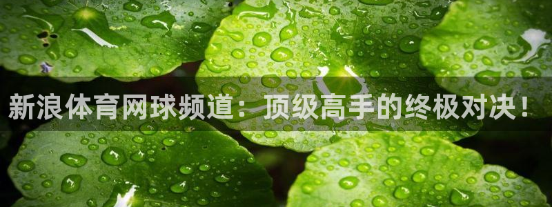 新浪体育网球频道：顶级高手的终极对决！