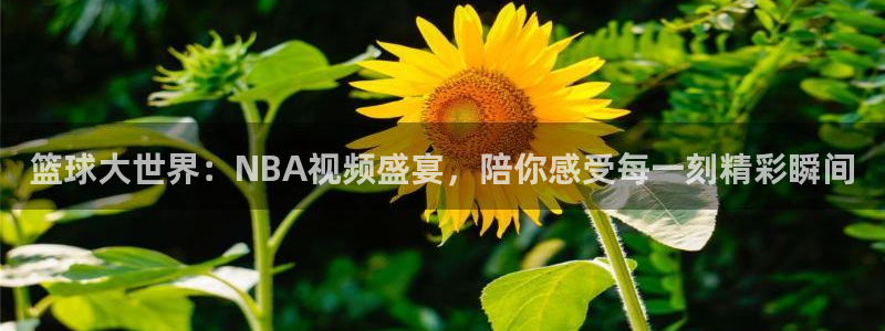 篮球大世界：NBA视频盛宴，陪你感受每一刻精彩瞬间