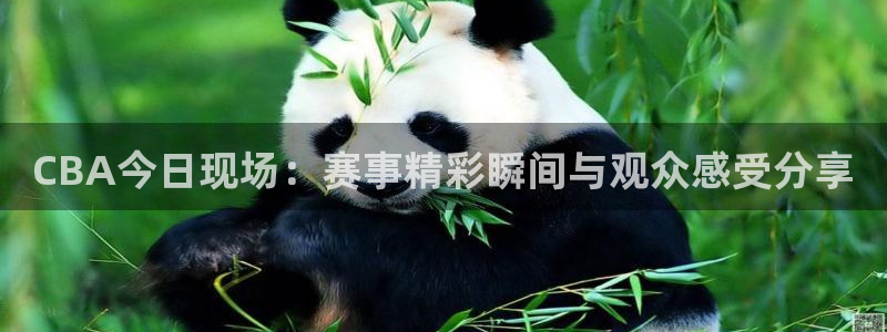 CBA今日现场：赛事精彩瞬间与观众感受分享