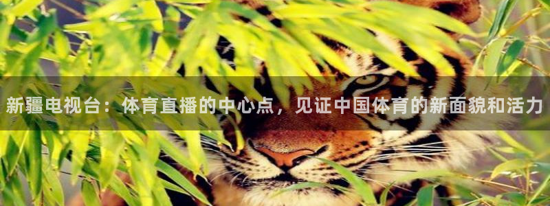 新疆电视台：体育直播的中心点，见证中国体育的新面貌和活力
