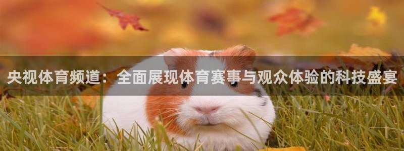 央视体育频道：全面展现体育赛事与观众体验的科技盛宴